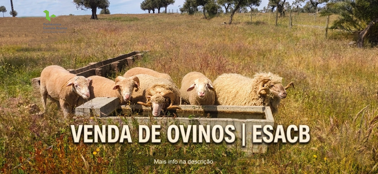 Destaque-2